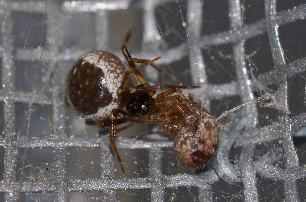 Sardinidion blackwalli preda Zygiella sp. - Grosseto